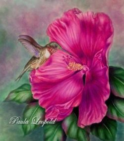 Hummingbird & Hibiscus